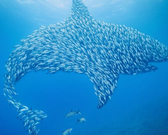 Hai aus vielen Fischen